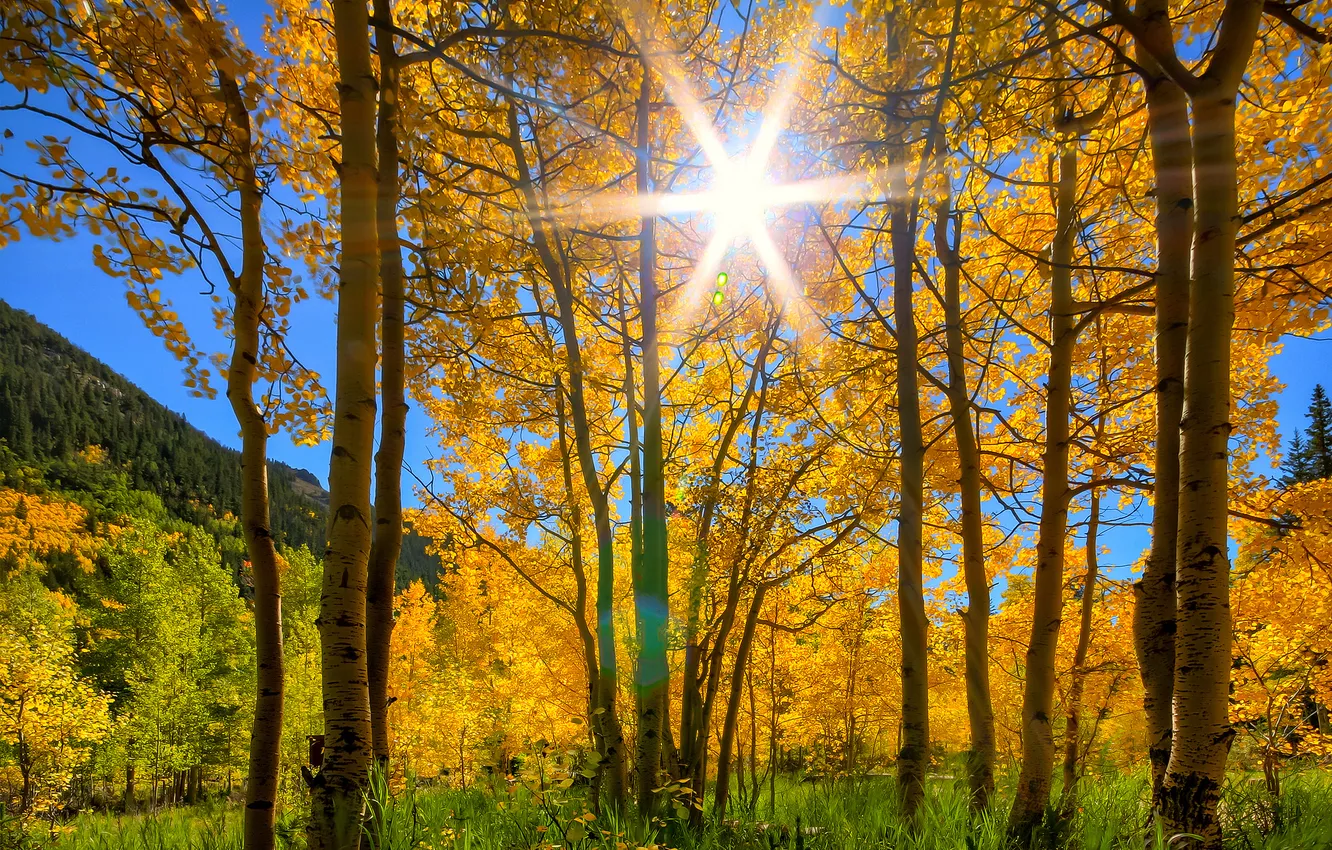 Photo wallpaper autumn, the sky, grass, the sun, rays, trees, mountains