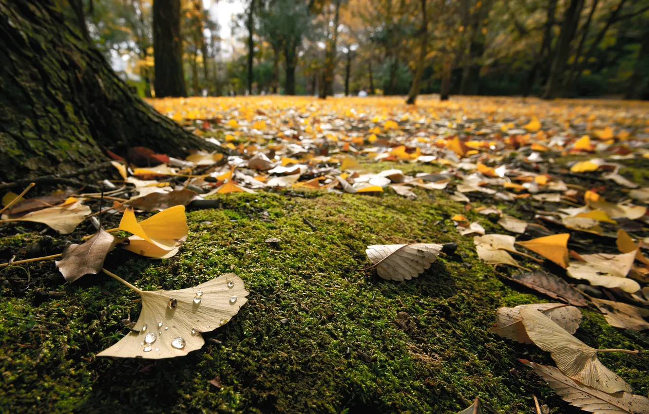 Photo wallpaper macro, trees, nature, Park, foliage, moss, calm, Oseni