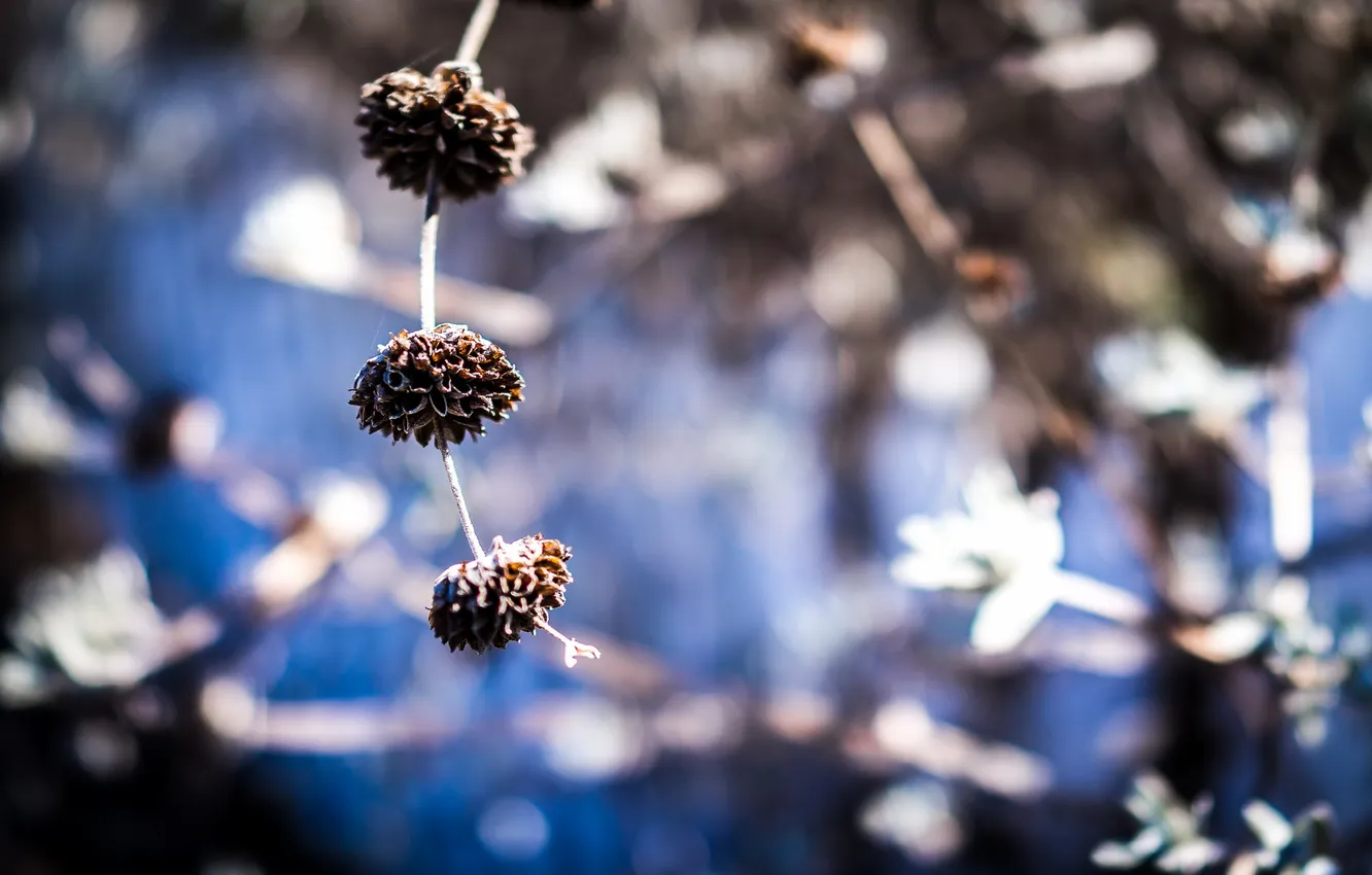 Photo wallpaper branches, nature, background