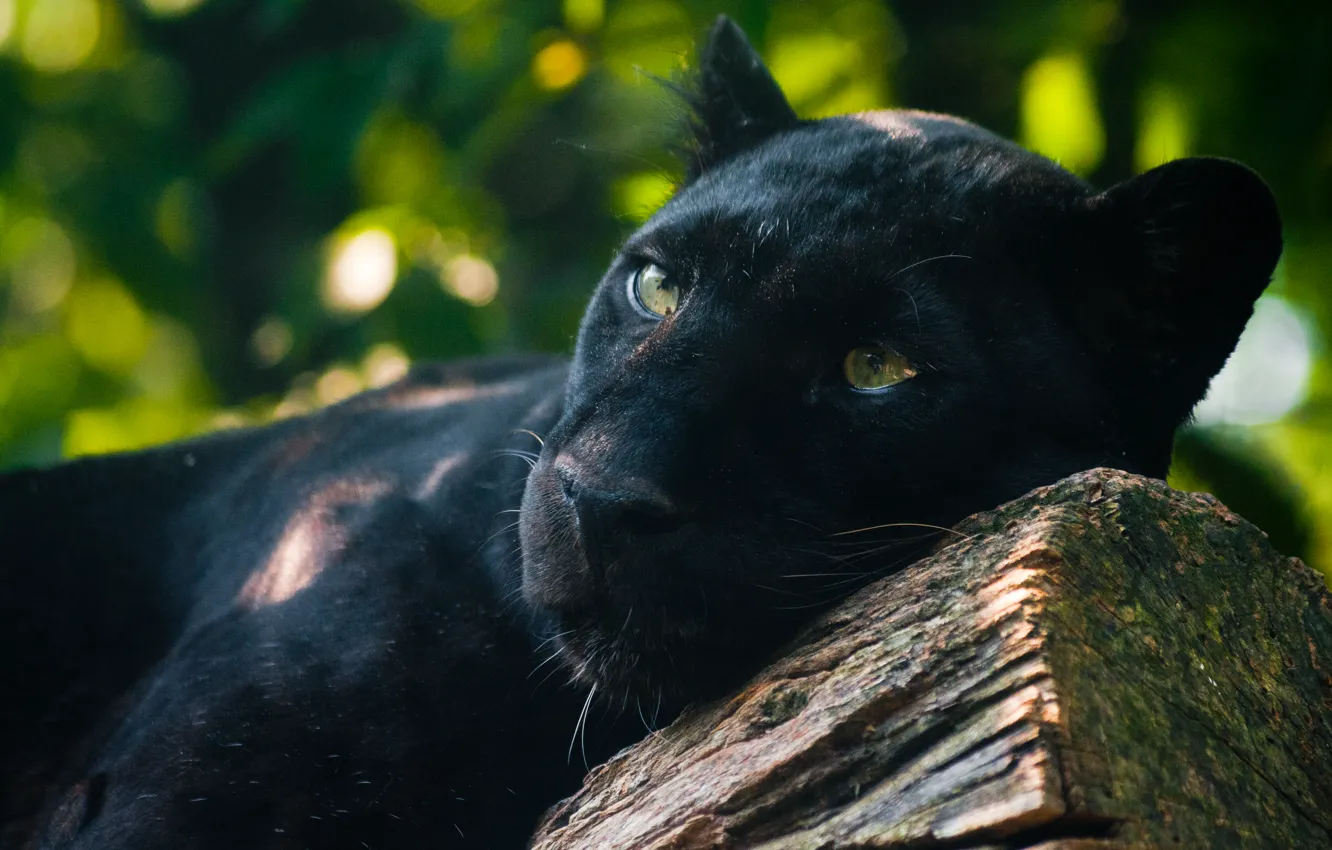 Photo wallpaper predator, lies, watching, black Panther