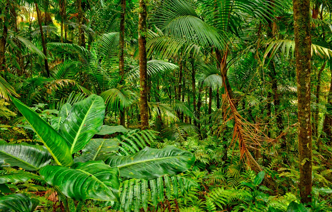 Photo wallpaper trees, nature, palm trees, plant, jungle, trees, jungle, nature