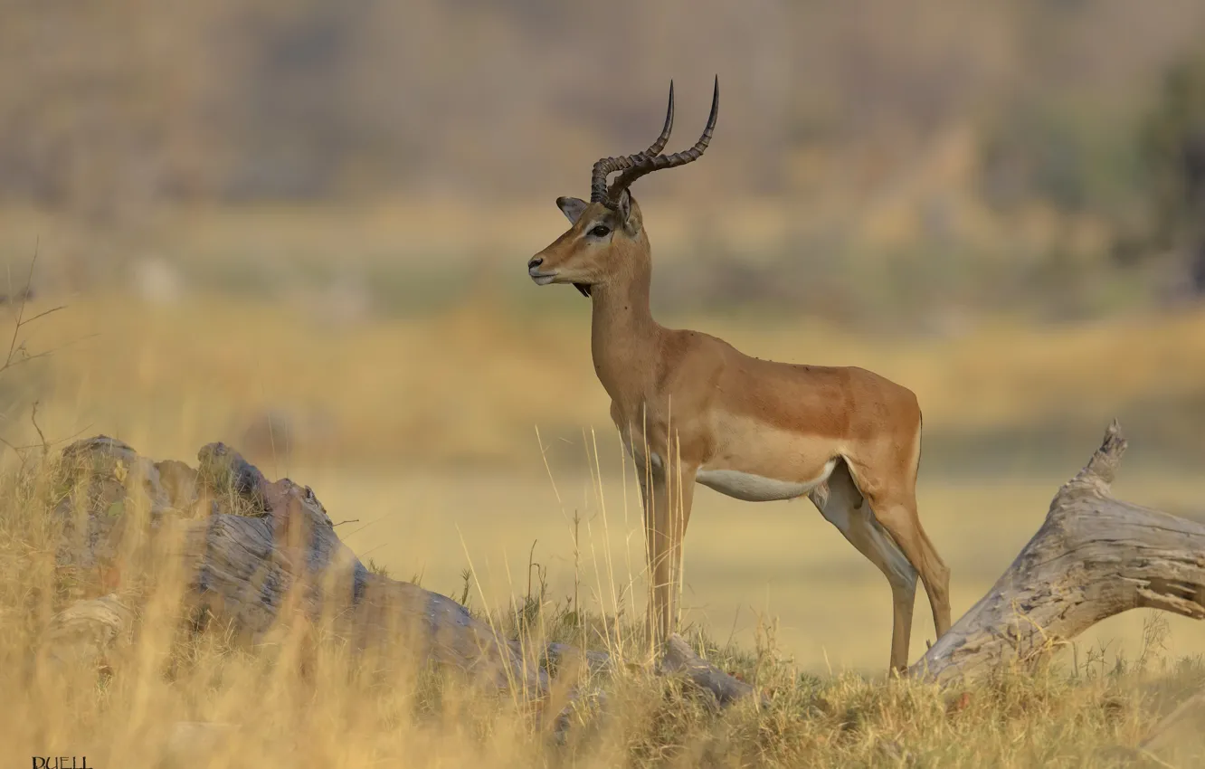 Photo wallpaper nature, background, animal, antelope, DUELL ©