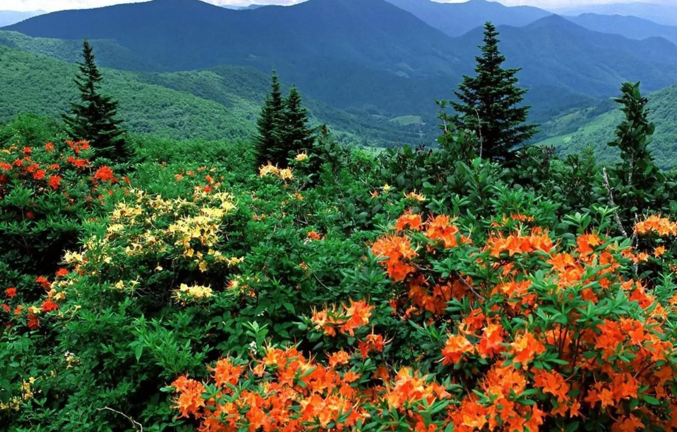 Photo wallpaper forest, trees, mountains, nature, plant, forest, trees, nature