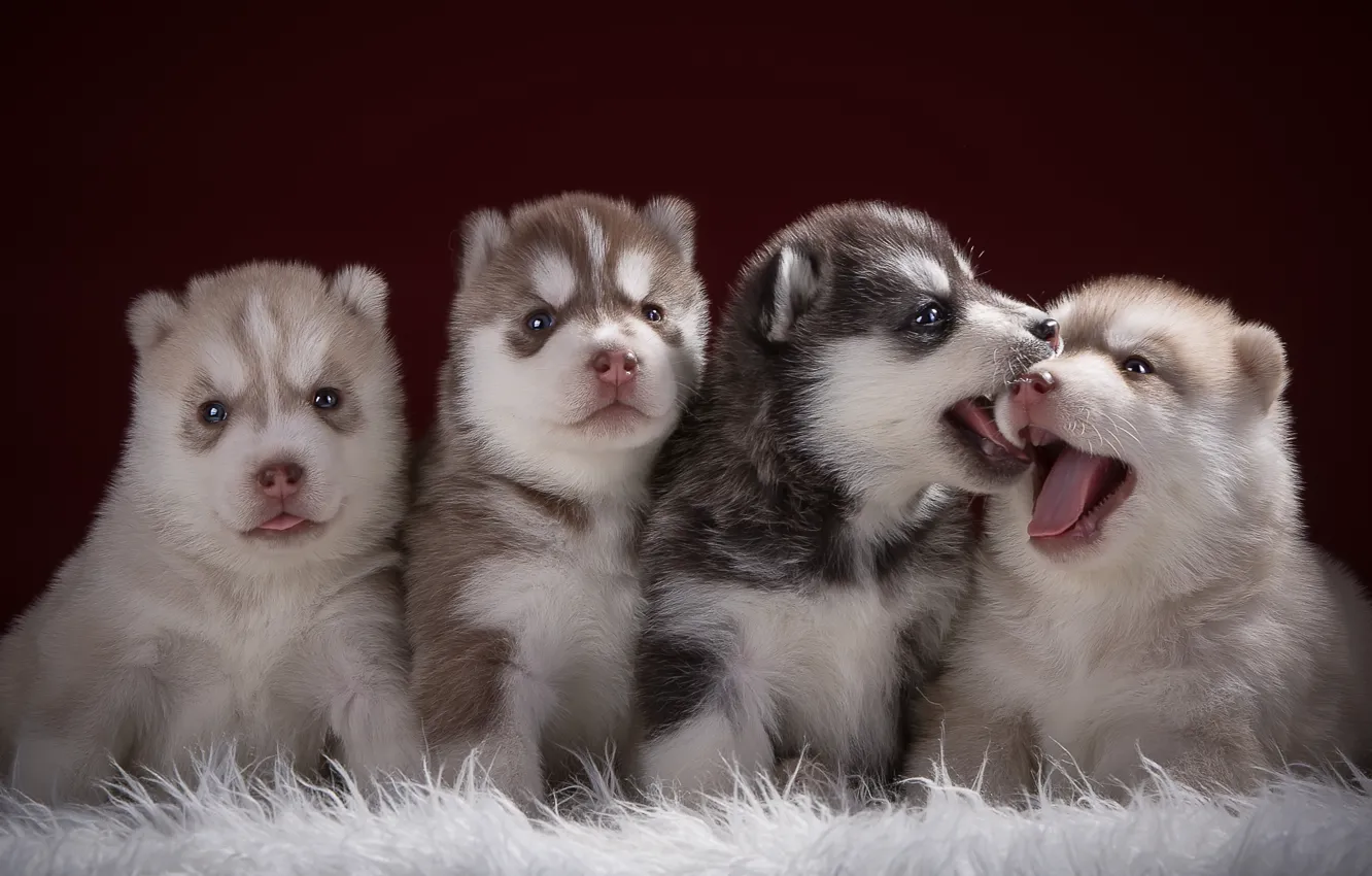 Photo wallpaper puppies, languages, husky, funny, Quartet