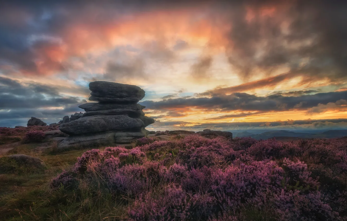 Photo wallpaper flowers, stones, Heather