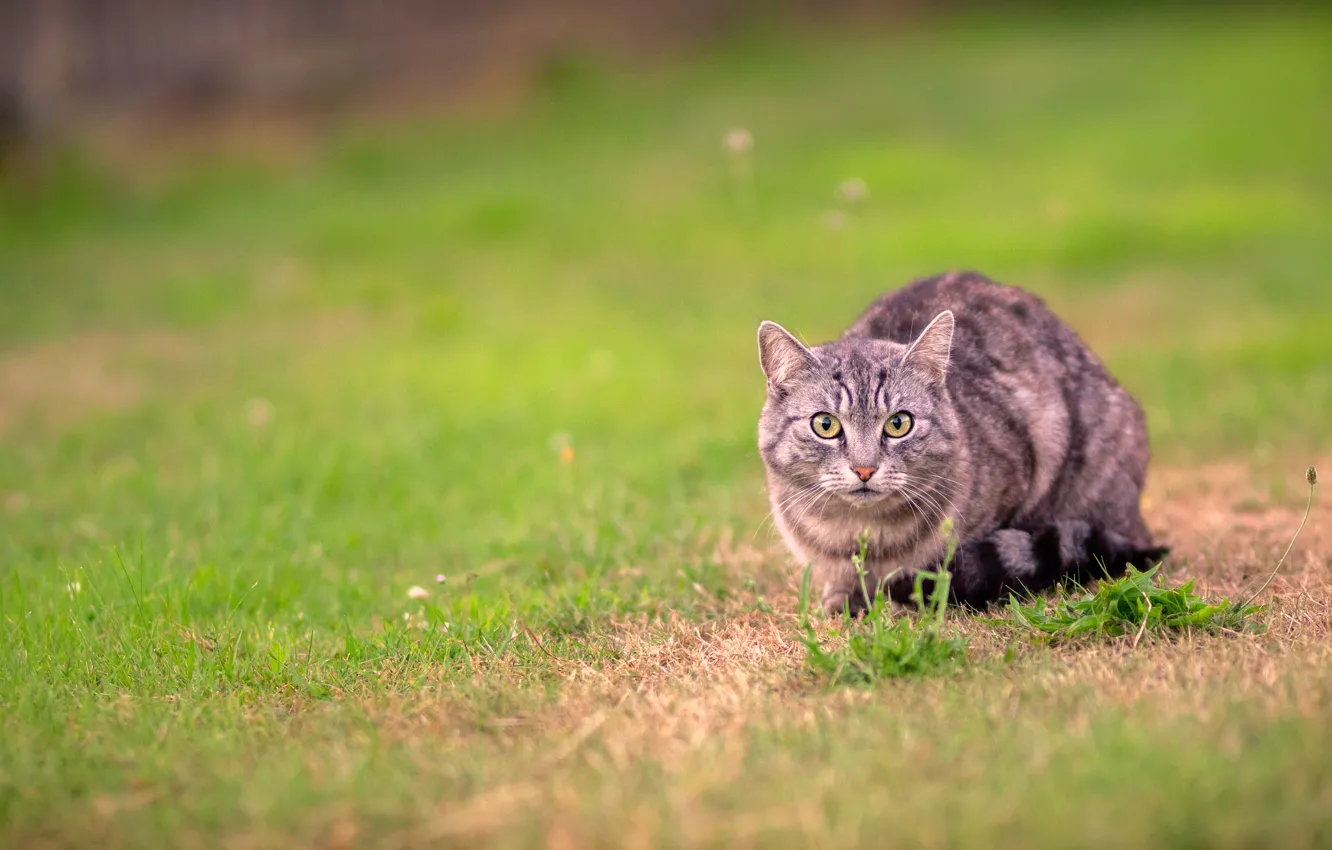 Photo wallpaper cat, grass, cat, look, grey, glade, walk, striped