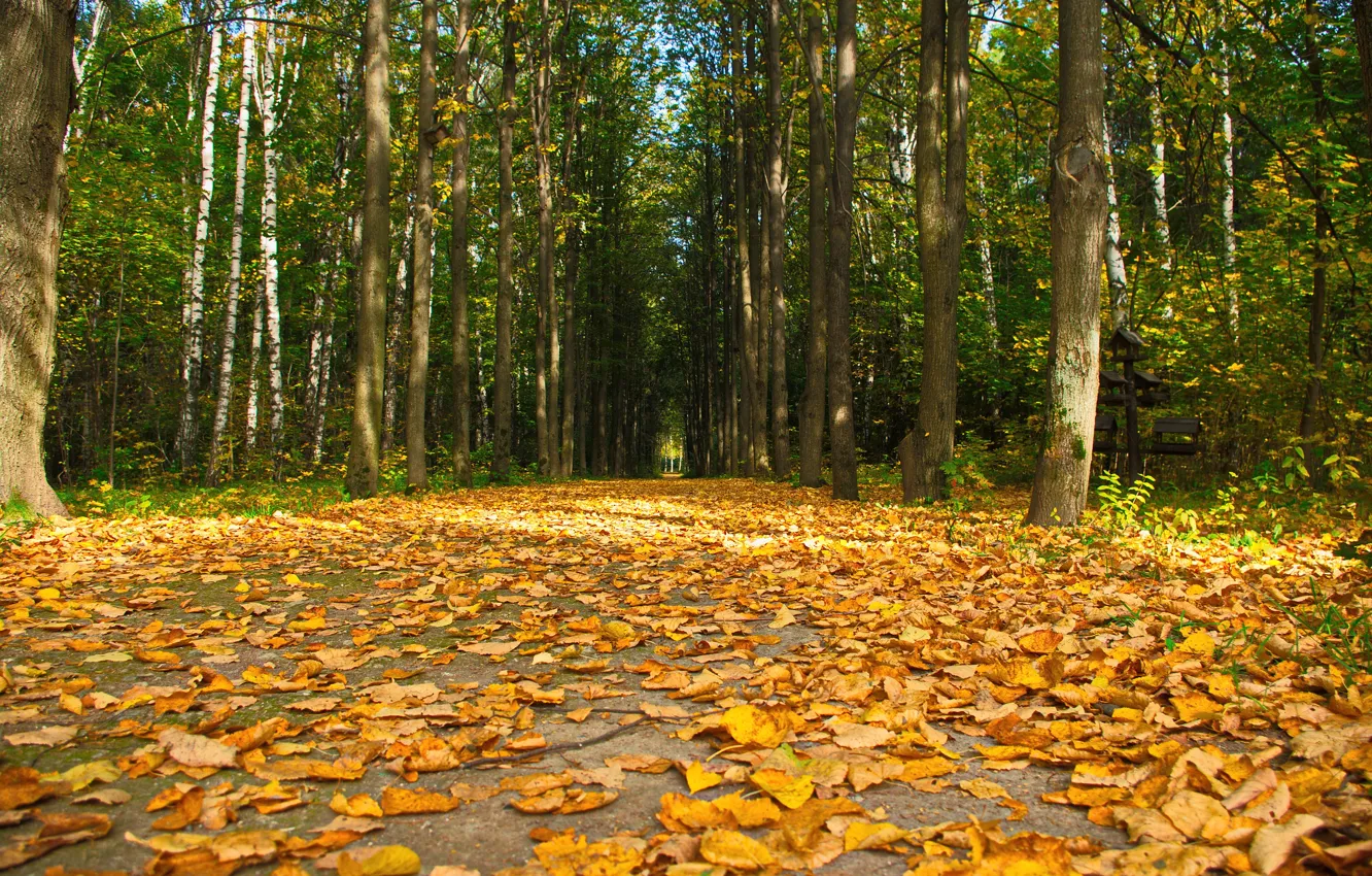 Photo wallpaper road, autumn, forest, the sky, leaves, trees, height, spruce