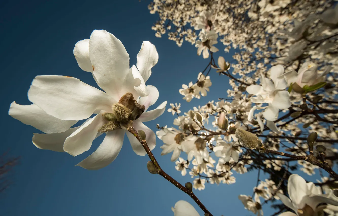 Photo wallpaper flowers, branches, spring, white, buds, flowering, Magnolia