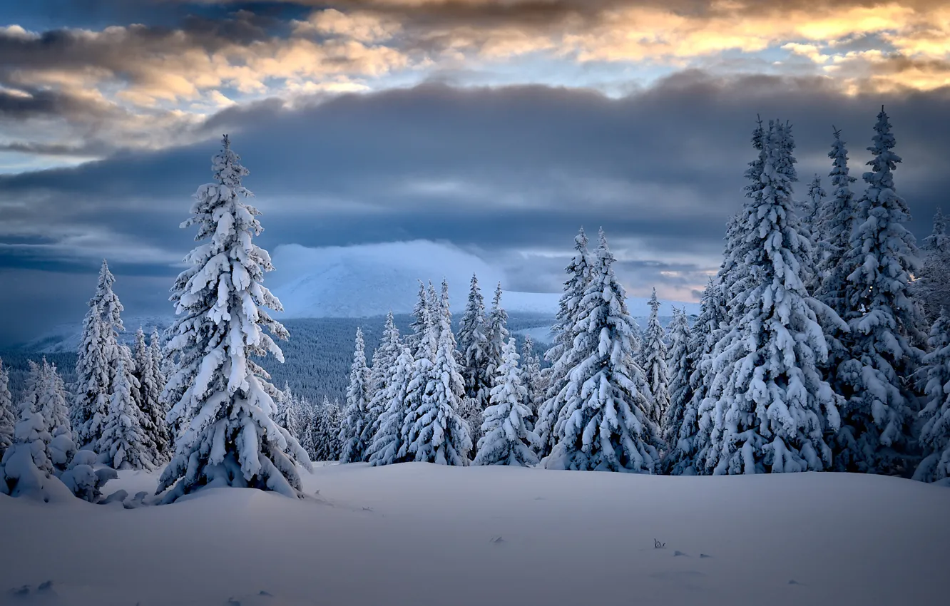 Photo wallpaper winter, clouds, snow, trees, landscape, nature, taiga, Coat of arms