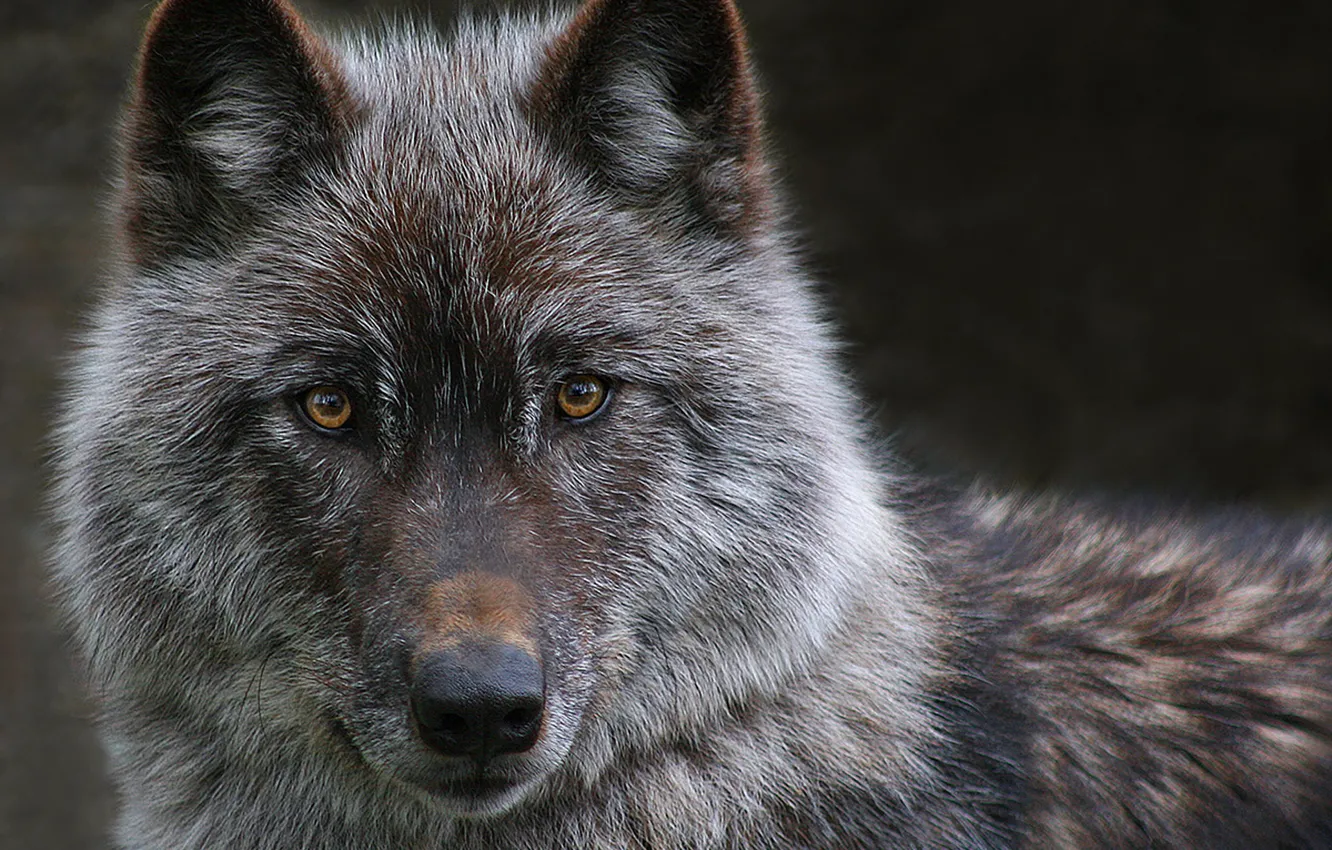 Photo wallpaper Predator, nature, animal, wolf, wildlife, Canis lupus., portrait.