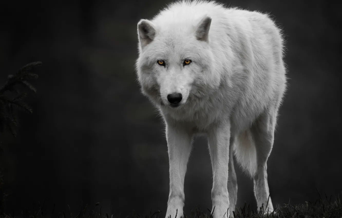 Photo wallpaper Predator, animal, Arctic wolf, polar wolf
