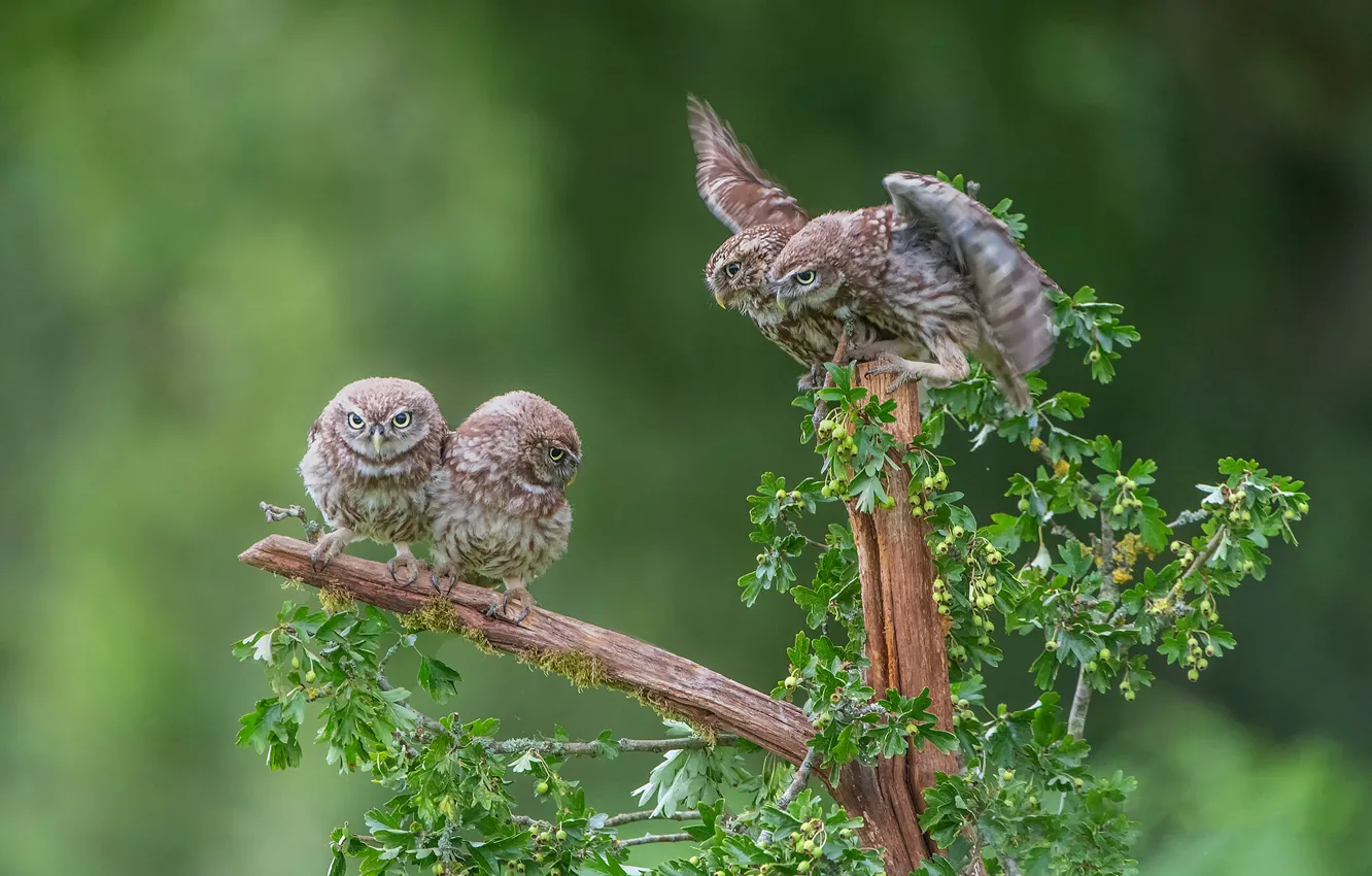 Photo wallpaper leaves, branches, pose, owl, bird, flock, Quartet, owl
