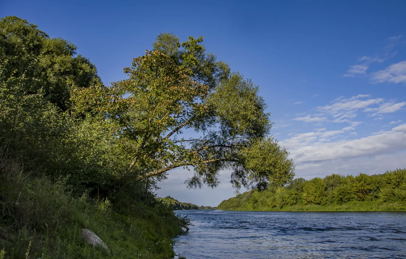 Photo wallpaper morning, nature, river, tree over the water, autumn