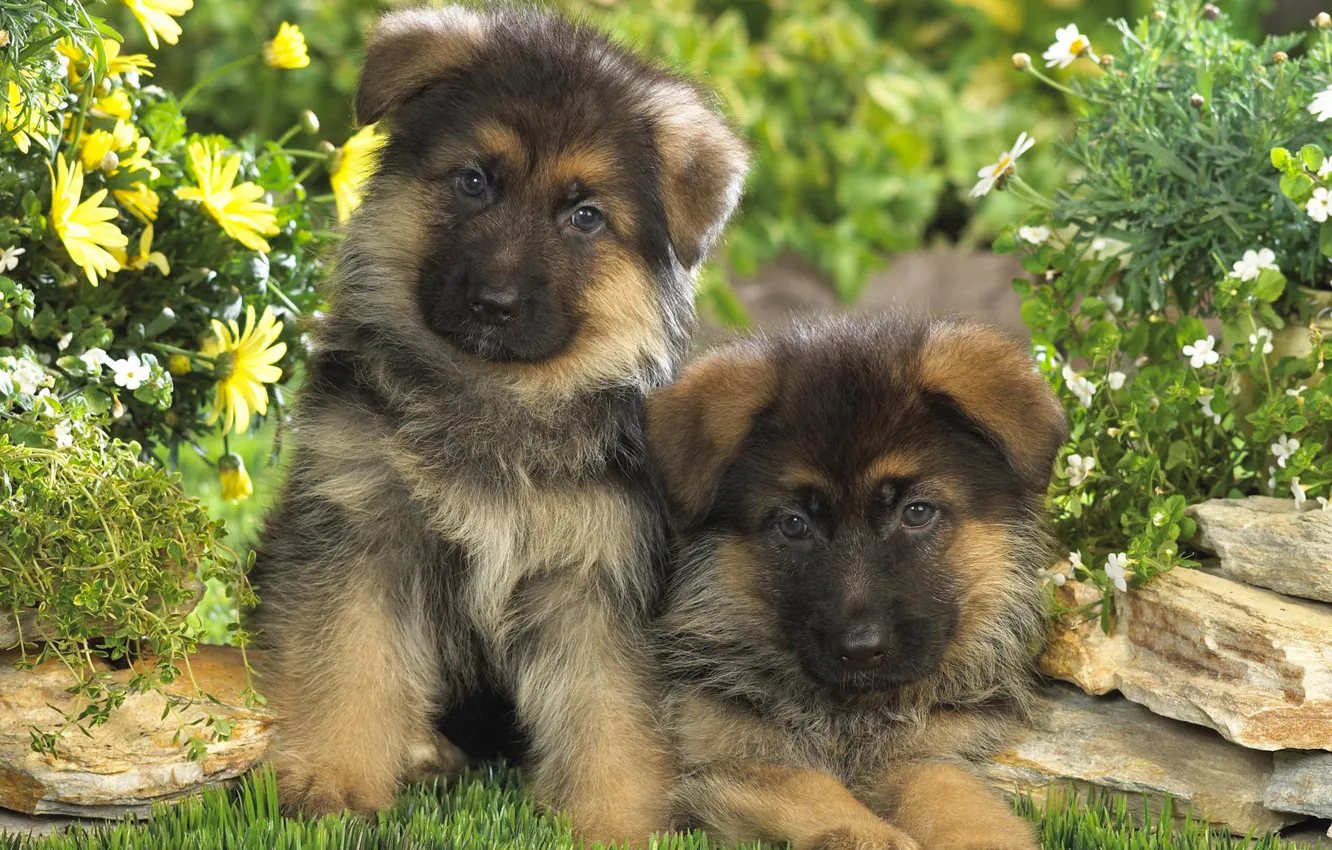 Photo wallpaper baby, puppy, two dogs, German shepherd