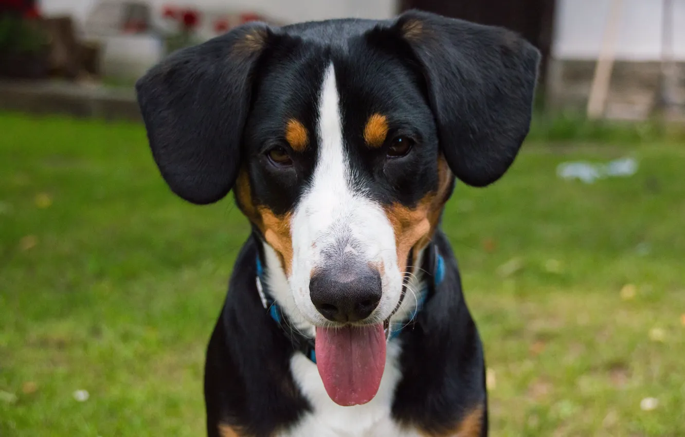 Photo wallpaper grass, face, dog, lawn, widescreen picture