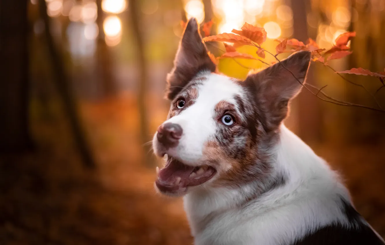 Photo wallpaper look, nature, pose, dog, face