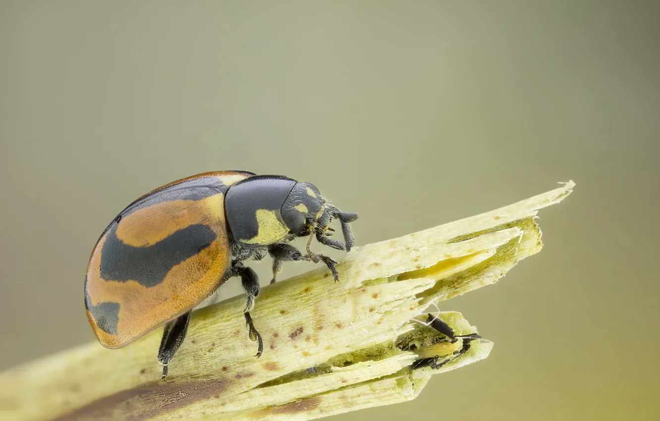Photo wallpaper ladybug, beetle, straw