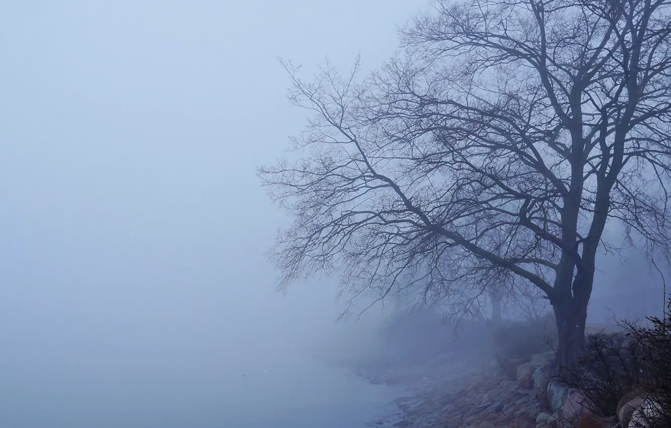 Photo wallpaper forest, tree, fog