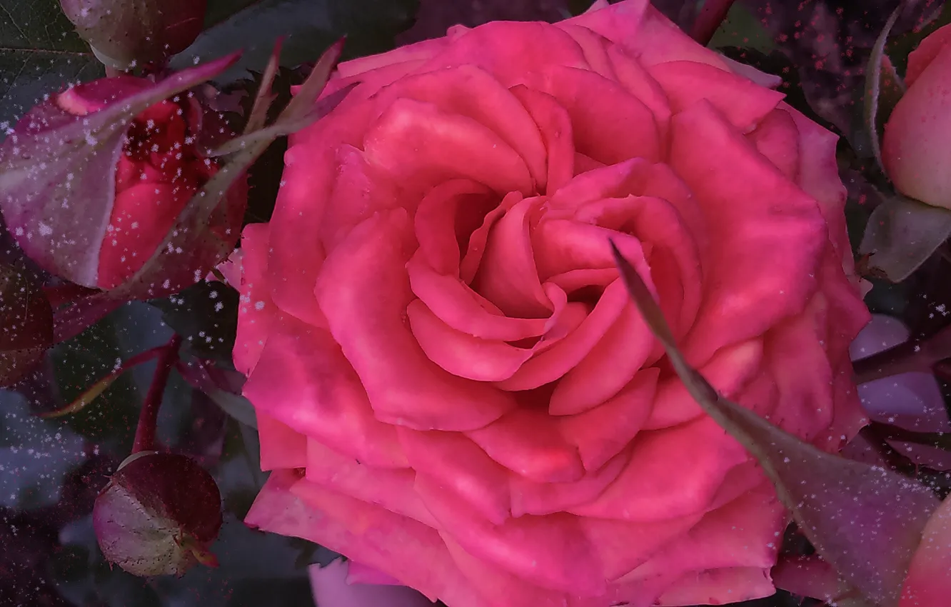 Photo wallpaper flowers, plant
