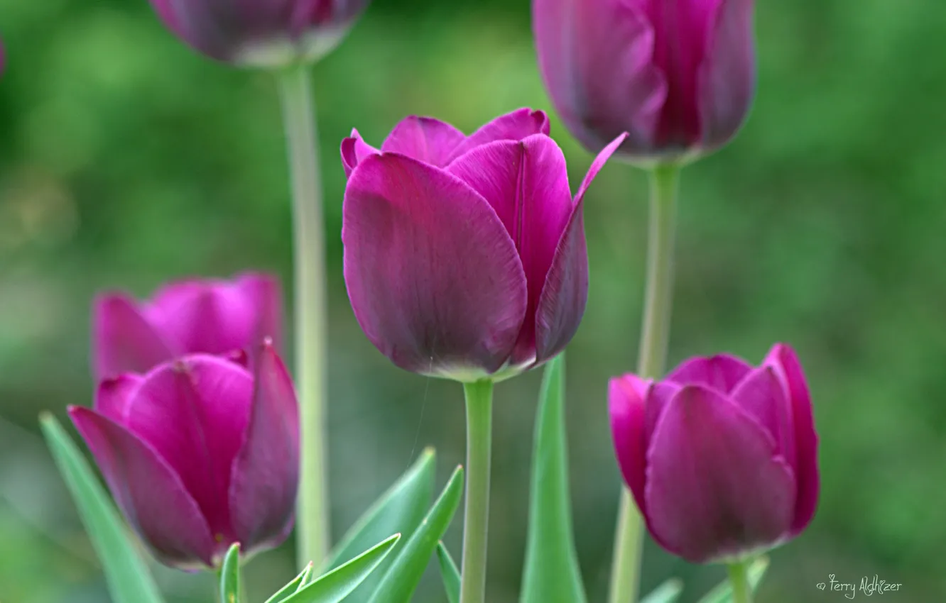 Photo wallpaper macro, spring, garden, purple, tulips