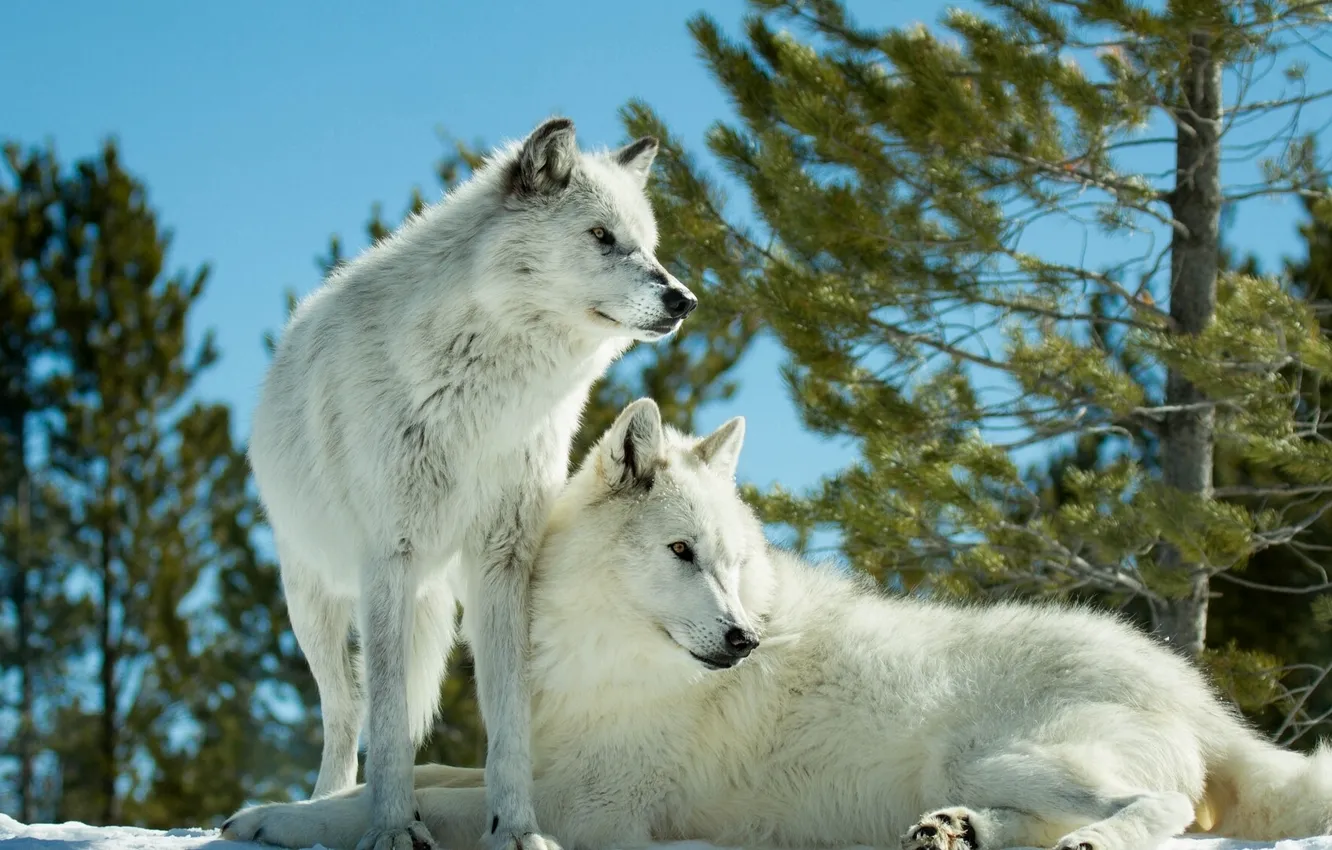 Photo wallpaper predators, wolves, a couple