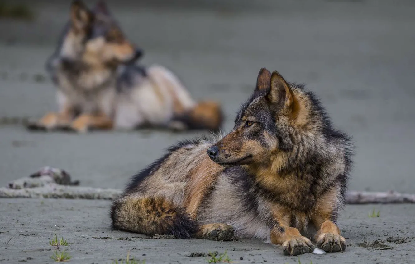 Photo wallpaper beach, Predator, nature, animal, wolf, wolves, wildlife, Canis lupus.