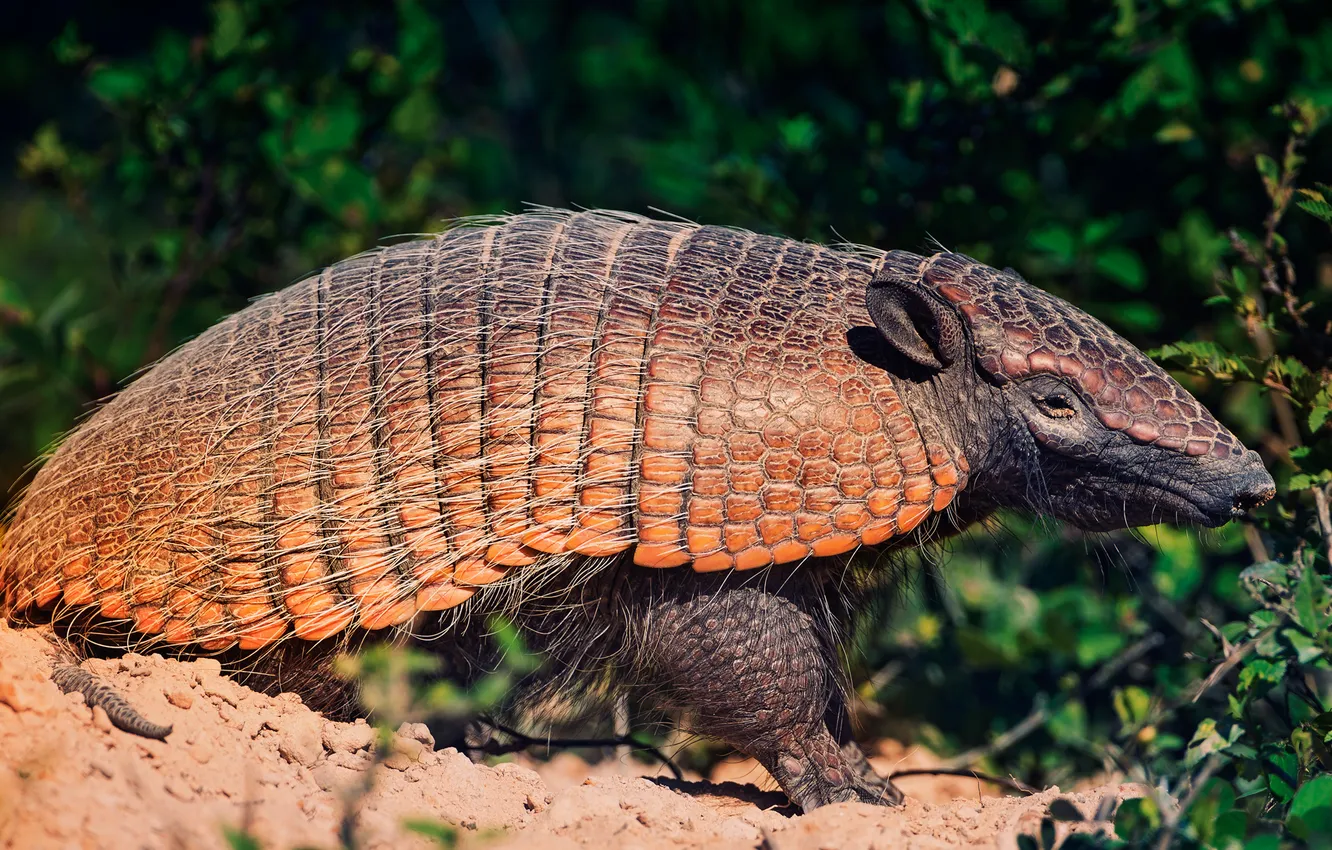 Photo wallpaper sand, the bushes, South America, battleship, Cingulata