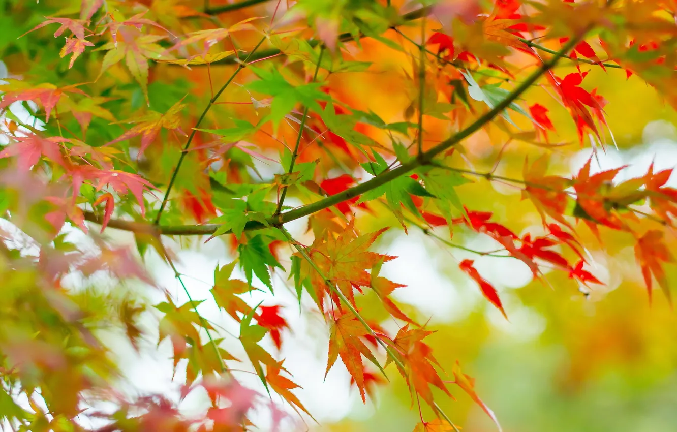 Photo wallpaper autumn, leaves, nature