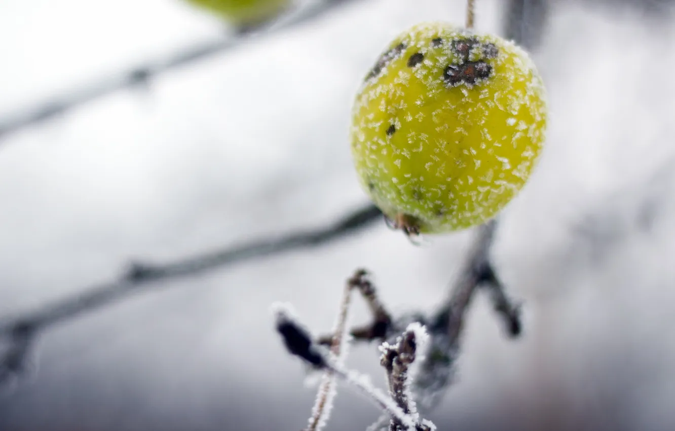 Photo wallpaper frost, macro, nature, apples