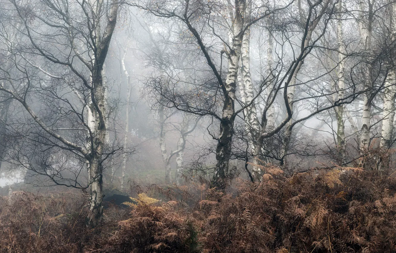 Photo wallpaper fog, ferns, birch