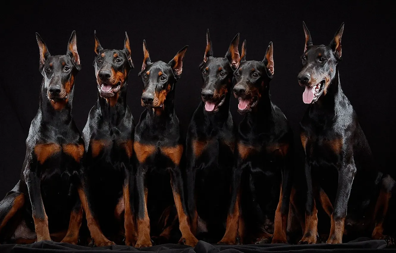 Photo wallpaper puppies, brothers, Dobermans, six pieces