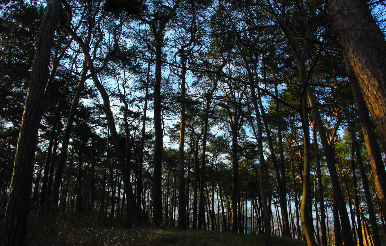 Photo wallpaper dark, forest, park, tree