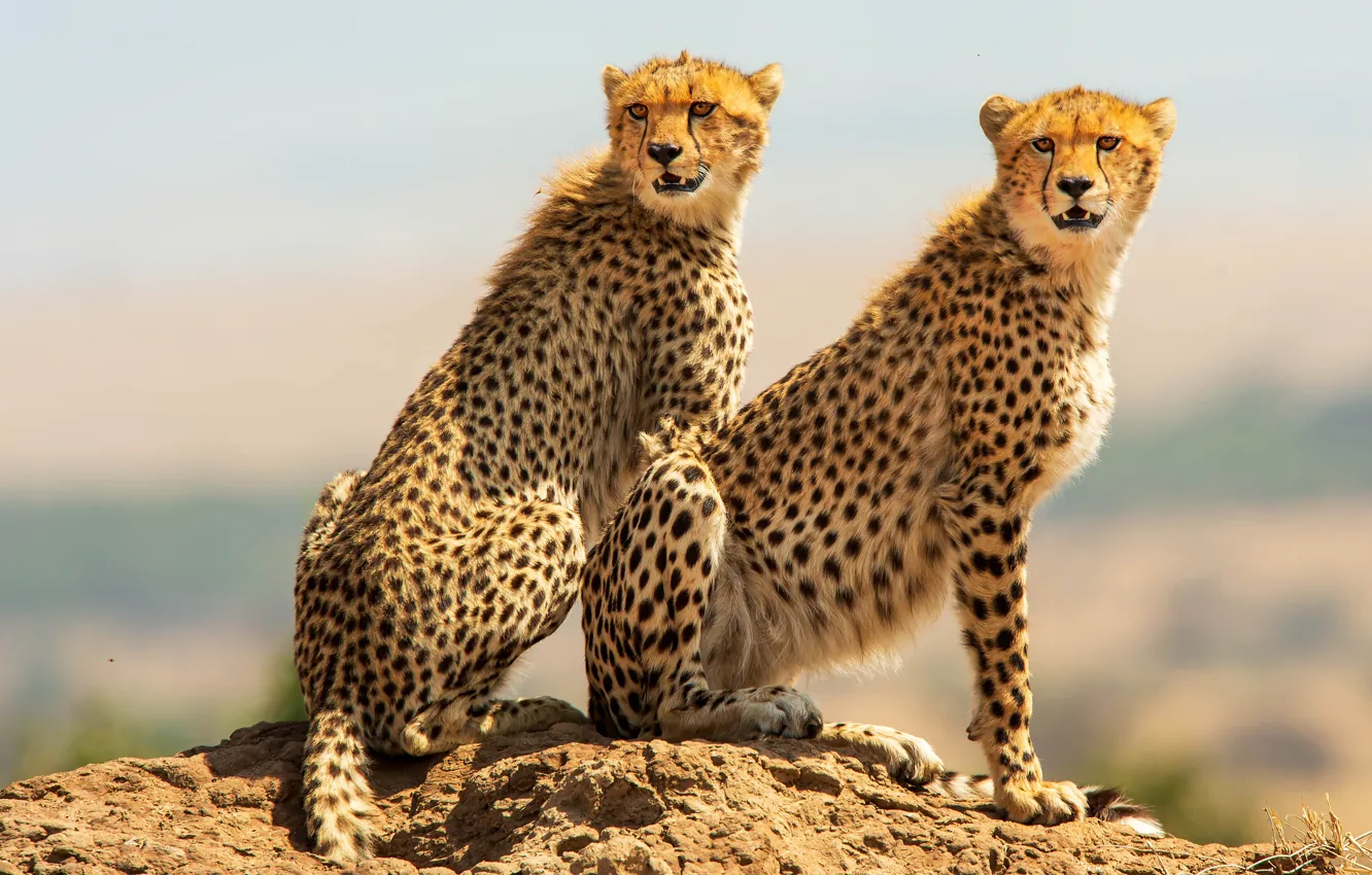 Photo wallpaper pose, background, two, pair, Cheetah, sitting