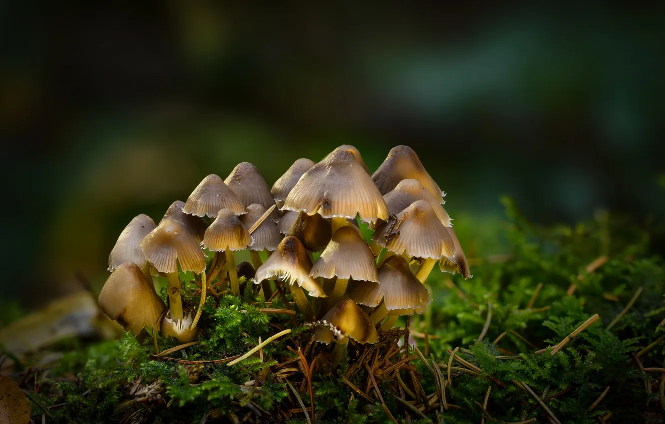 Photo wallpaper mushrooms, moss, family