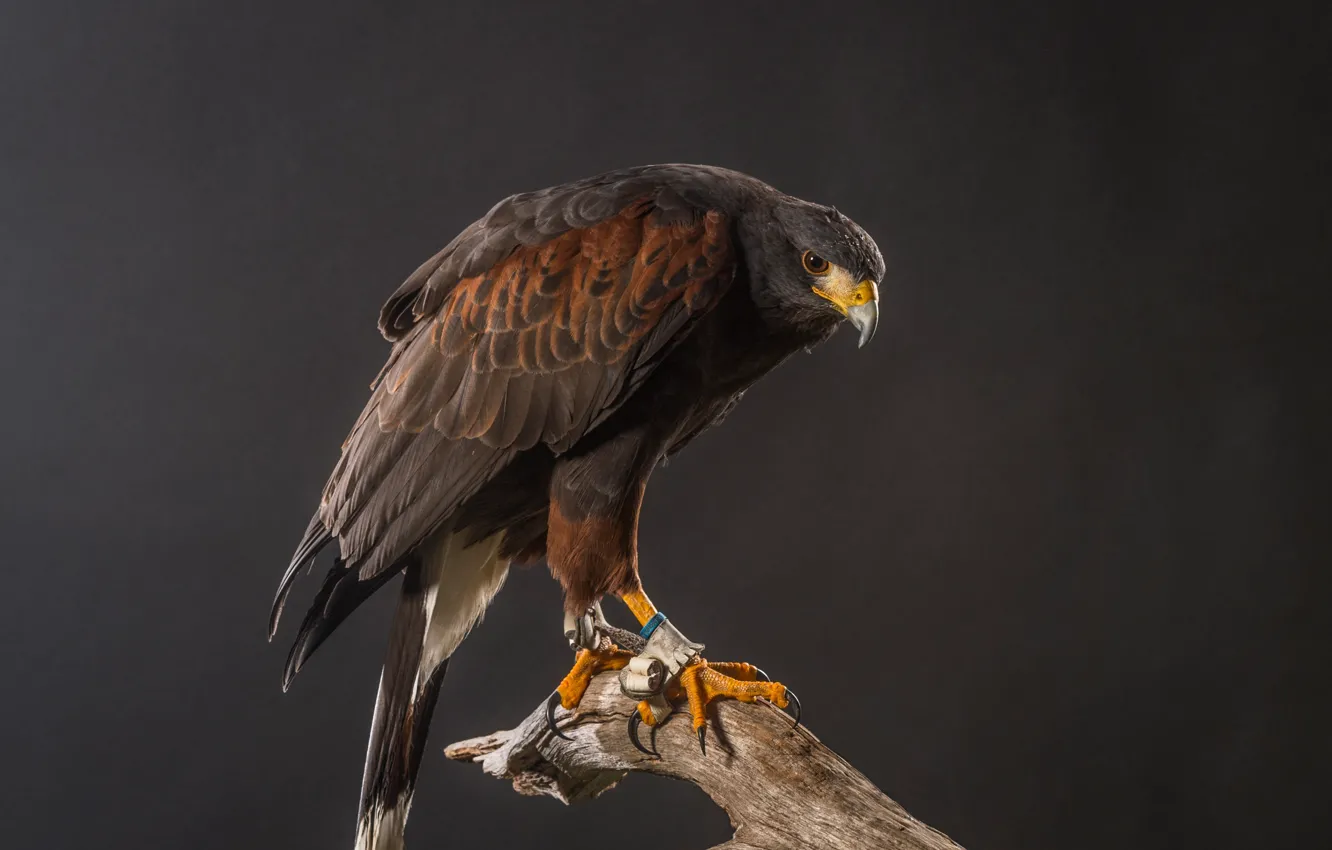 Photo wallpaper background, bird, predator, feathers, beak, claws, snag, hawk