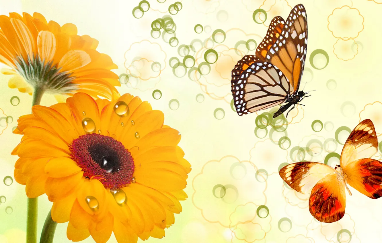 Photo wallpaper flowers, collage, butterfly, vector, postcard