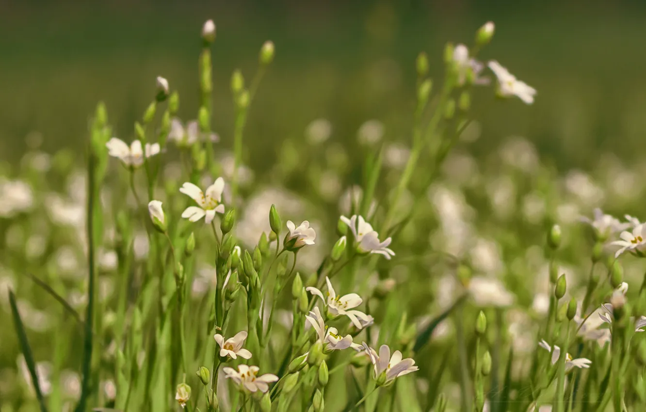 Photo wallpaper grass, macro, Rosa