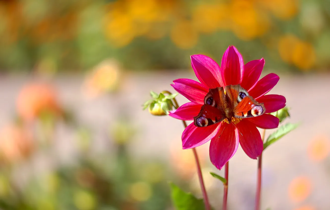Photo wallpaper macro, flowers, butterfly, pink, bokeh, dahlias, Emperor moth