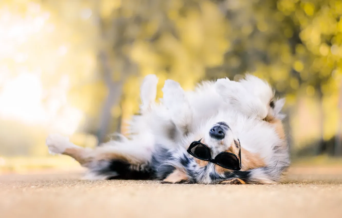 Photo wallpaper pose, dog, spring, glasses, sunglasses, Aussie, Wallpaper from lolita777
