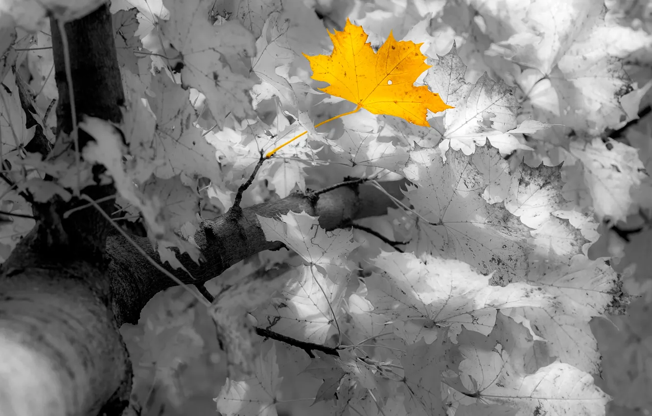 Photo wallpaper autumn, leaves, maple, Manfred Sket