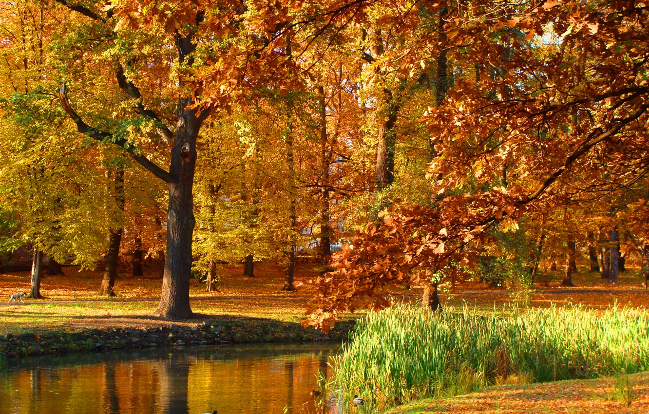 Photo wallpaper autumn, trees, pond, Park, Poland, trees, nature, park