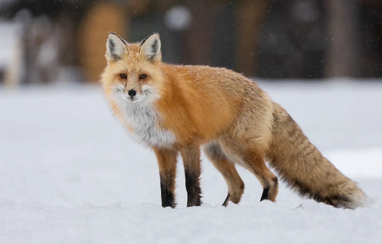 Photo wallpaper animal, wildlife, Red Fox