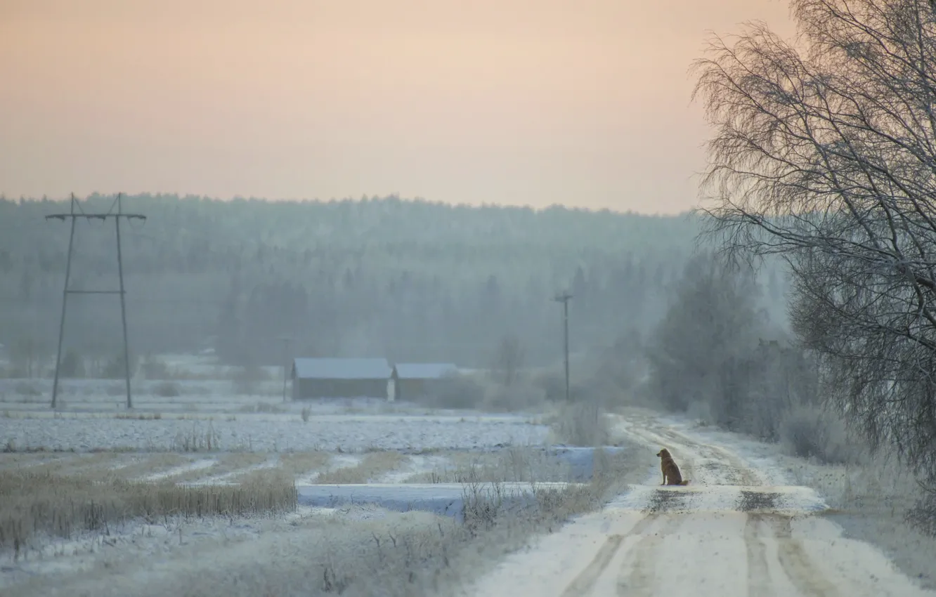 Photo wallpaper road, loneliness, each, dog