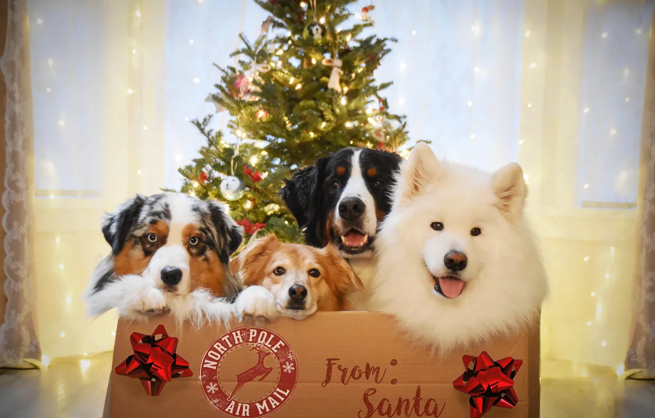 Photo wallpaper look, pose, new year, dog, Christmas, face, Samoyed