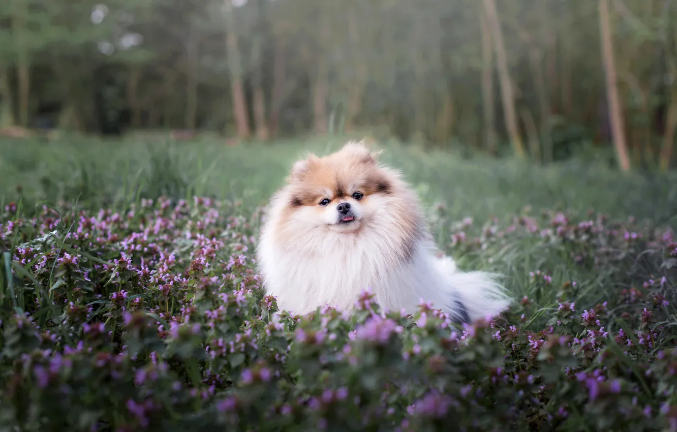 Photo wallpaper look, pose, dog, face, Spitz