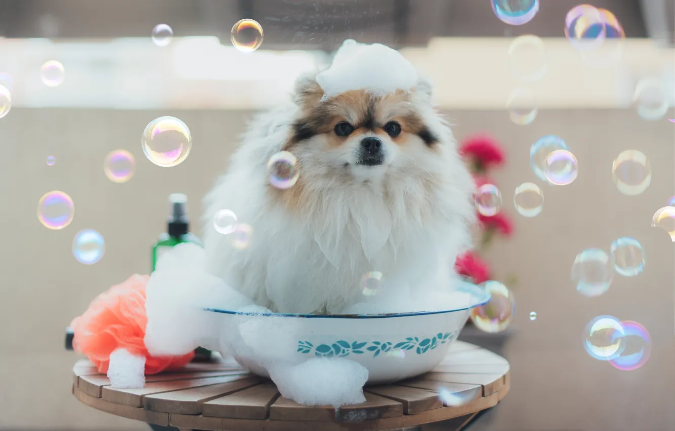 Photo wallpaper look, pose, dog, face, Spitz
