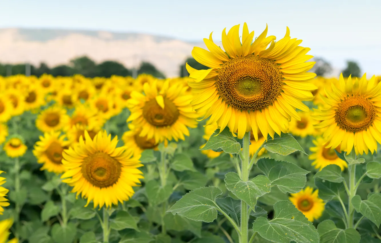 Photo wallpaper field, sunflowers, flowers, yellow