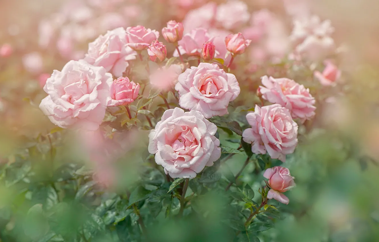 Photo wallpaper leaves, drops, flowers, roses, blur, pink, rose Bush