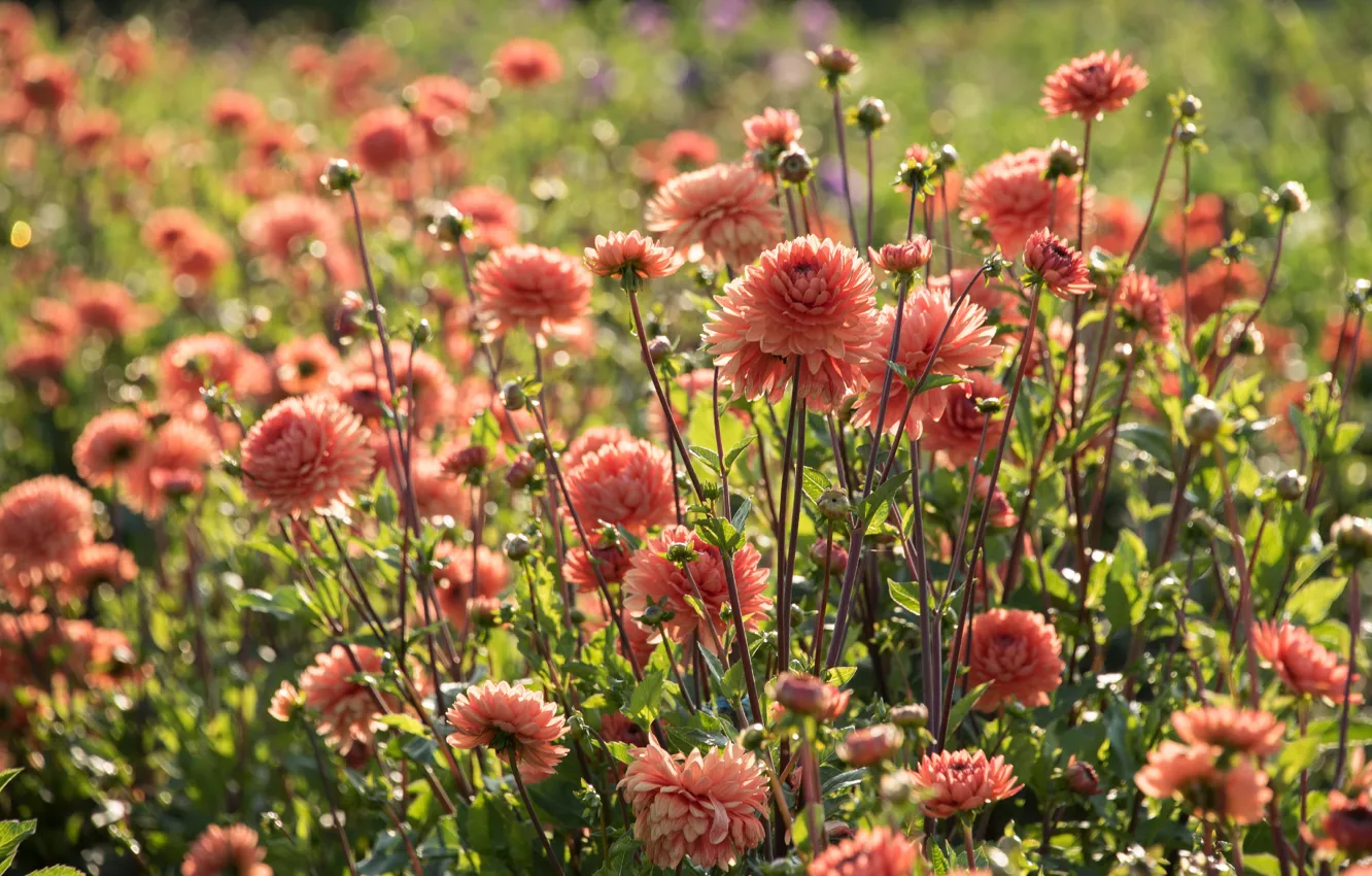 Photo wallpaper summer, light, flowers, orange, thickets, garden, flowerbed, the bushes