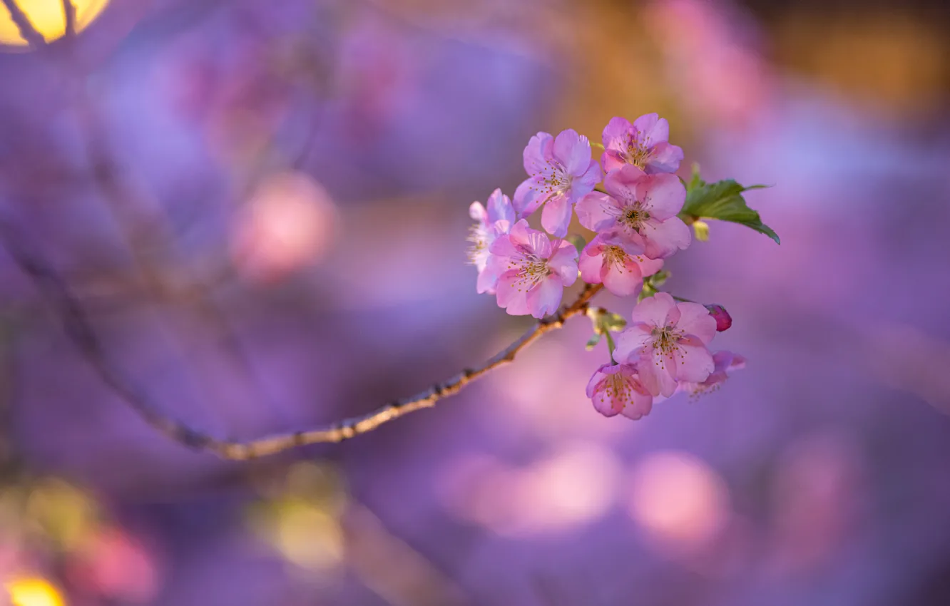 Photo wallpaper flowers, spring, Sakura, flowering